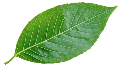 green leaf isolated on white