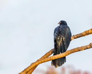 Male Asian Cuckoo