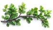 © Erd.Concept - Vibrant Green Branch with Lush Foliage Isolated on White Background