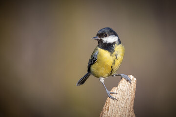 Aufkleber - a close up portrait of a great tit, Parus major, as it perches on an old tree stump. A clear background adds an emphasis on the bird