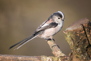 Aufkleber - a close up portrait of a long tailed tit, Aegithalos caudatus, as it perches on an old tree stump. A clear background adds an emphasis on the bird