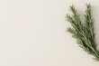 © danadesa - Fresh rosemary sprigs on a light background