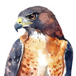 © My Watercolors - A watercolor vector painting of a hawk, isolated on a white background. Hawk vector.