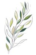 © Yuliia - Minimalist botanical line art featuring delicate green leaves on graceful branches with subtle watercolor effects. Isolated on white background for design projects.