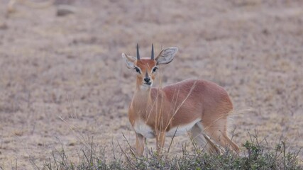 Wall Mural - a male steenbok antelope faces the camera at kruger national park of south africa