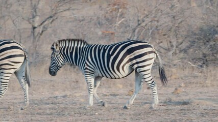 Wall Mural - a tracking clip of a zebra mare walking at sunset in balule nature reserve at kruger national park of south africa