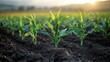 © hara - Young corn plants growing in a fertile field at sunset.