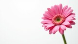 Beautiful pink gerbera daisy with long stem on clean white background, elegance, decoration, blossom