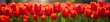 © Pimchada - Beautiful array of red tulip flowers creating a stunning backdrop, red, beautiful
