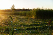 © Austockphoto - Stalk of forage sorghum in paddock in afternoon light at sunset