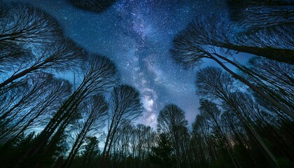 Wall Mural - starry night forest tree canopy wallpaper background 002