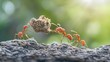© KRIANG - A large group of ants working together to carry a seed back to their in a natural outdoor setting
