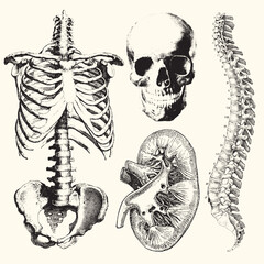vintage anatomy vector illustration with detailed hand-drawn style. high-quality and scalable design