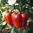 © 달지은 - Fresh Bell Pepper Close-up, Colorful Bell Peppers (신선한 피망 클로즈업, 다양한 색상의 파프리카)