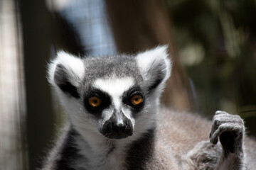 Wall Mural - this is a close up of a ring tailed lemur