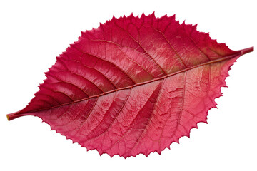 Wall Mural - vibrant red leaf isolated on white background for nature themes