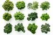 © Image Stoker - Top view collection of lush green trees isolate on white background