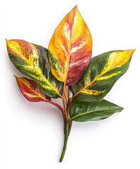 Wall Mural - Colorful Codiaeum leaves isolated on white background