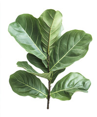 Wall Mural - Fiddle leaf fig plant isolated on white background