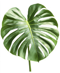 Wall Mural - Monstera leaf isolated on white background, showcasing its vibrant green color