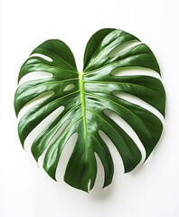 Wall Mural - Monstera leaf isolated on white background