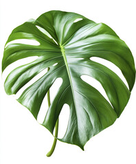 Wall Mural - vibrant Monstera leaf isolated on white background