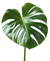 Wall Mural - vibrant Monstera leaf isolated on white background