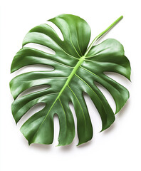 Wall Mural - Monstera leaf isolated on white background