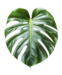 Wall Mural - Monstera leaf isolated on white background