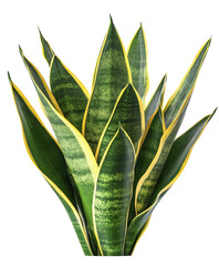 Wall Mural - Sansevieria plant with green and yellow leaves isolated on white