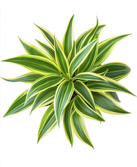 Wall Mural - Spider plant with vibrant green leaves isolated on white background