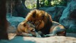 © arisa - majestic lions resting together