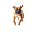 © Relaxing - A lively boxer dog leaps in mid-air, showcasing its playful spirit against a transparent backdrop, radiating happiness and excitement.