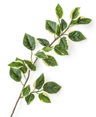 Wall Mural - branch with green and white leaves isolated on white background