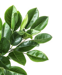 Wall Mural - Green leaves of plant isolated on white background