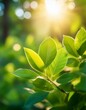 © EASY103 - やわらかな日差しに照らされる、みずみずしい新緑の葉