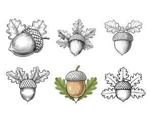 Wall Mural - Set of Detailed Acorn Drawings with Oak Leaves in Various Styles and Colors. Vector illustration. Generative Ai