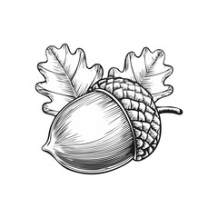 Wall Mural - Hand-Drawn Acorn With Oak Leaves on White Background. Vector illustration. Generative Ai