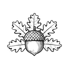 Wall Mural - Hand-Drawn Acorn With Oak Leaves on White Background. Vector illustration. Generative Ai