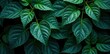 © Nook - Dark foliage with intricate leaf patterns, foliage, mysterious