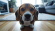 © best - Adorable Beagle Puppy Close-Up Portrait in Cozy Home
