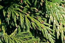 japanische stechpalme standort Japanische Stechpalme (Ilex crenata) 'Ilex Crenata'