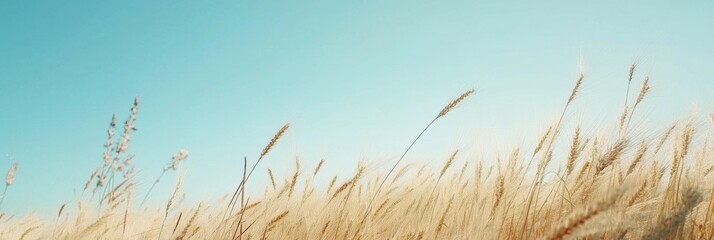 Fototapete - Golden wheat field under clear blue sky with warm sunlight creating a tranquil atmosphere in a minimalist rural landscape