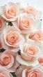 © Sajar - Peach Roses Close-Up Bouquet Studio Shot.
