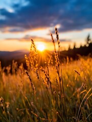 Poster - Serene sunset captured over a grassy field with golden sunlight streaming through soft grass blades in a beautiful landscape : Generative AI