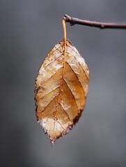 Leinwandbilder - Dried Autumn Leaf Hanging on a Branch with Water Droplets in Soft Focus Background : Generative AI