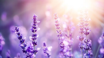 Leinwandbilder - Vibrant Lavender Flowers Blooming Under Soft Sunlight Creating a Dreamy Floral Scene : Generative AI