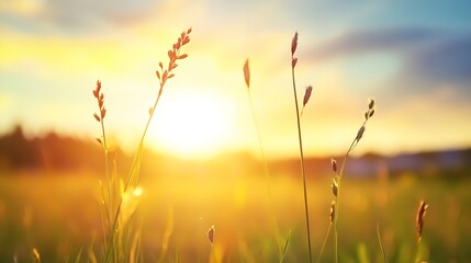 Poster - Beautiful sunlit field filled with tall grasses illuminated by the warm glow of sunset creating a serene setting : Generative AI