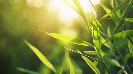 Poster - Closeup of green bamboo leaves glistening in warm sunlight symbolizing nature's beauty and tranquility : Generative AI