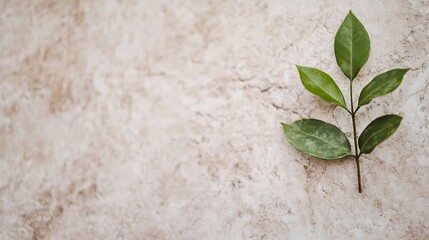 Poster - Fresh green leaves on a textured stone wall showcasing the beauty of nature and tranquility : Generative AI